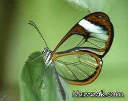 آفرینش شگفت انگیز پروانه